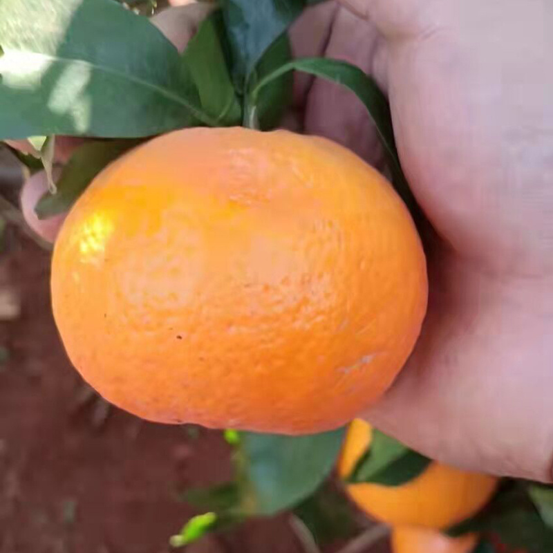 Hot Selling Fresh Fruit FreshWokan Mandarin Orange price