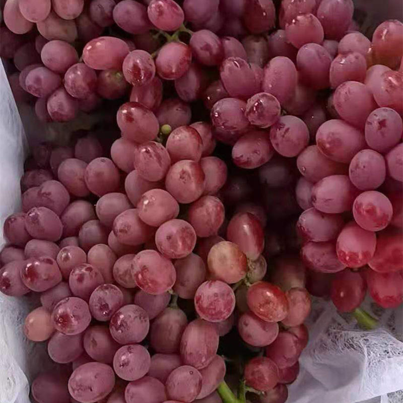 seasonal Sweet Egypt High Quality Natural Ftresh Grapes Fruit