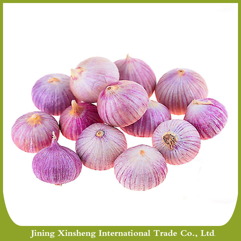 China fresh organic solo garlic hot sale