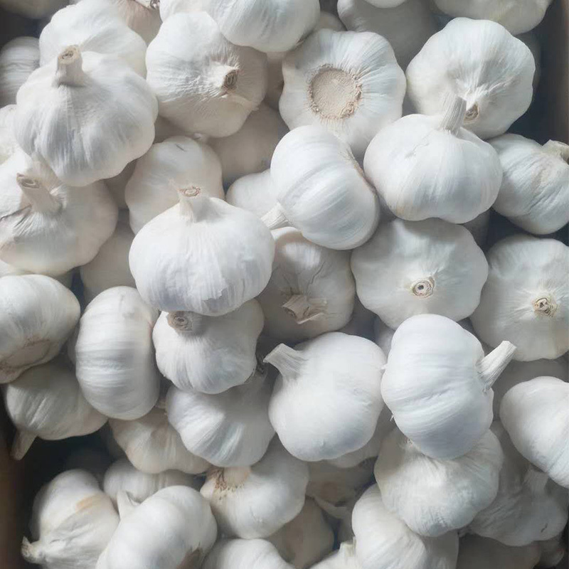 wholesale white/red garlic box 10kg fresh garlic chinese ajo garlic for sale