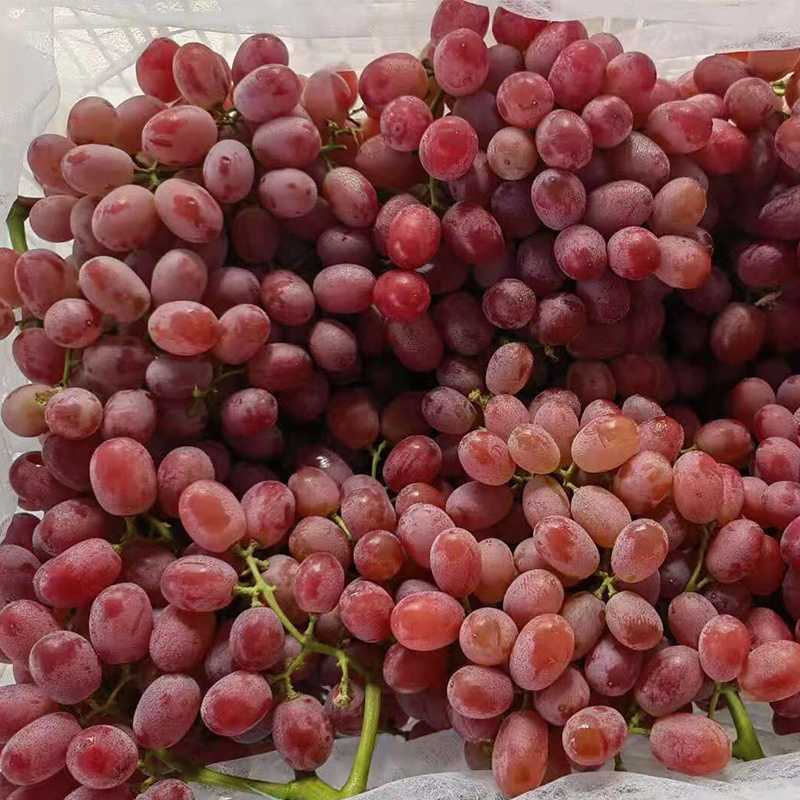 seasonal Sweet Egypt High Quality Natural Ftresh Grapes Fruit