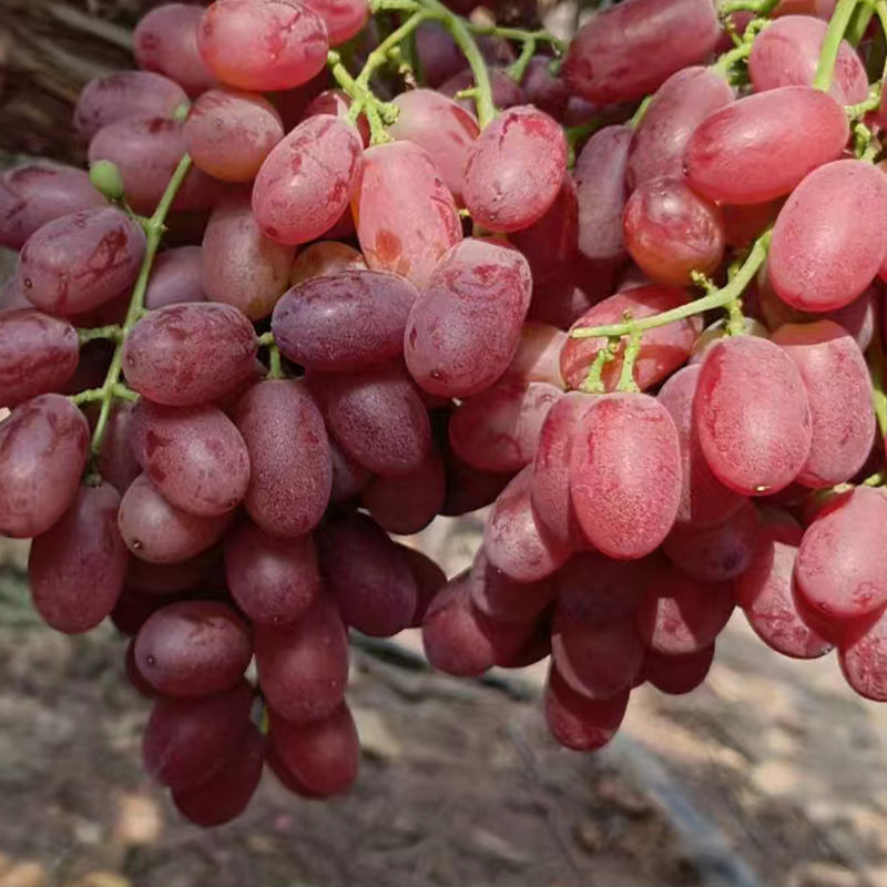 Best Quality 2023 New Fresh Green Grapes Crimson Seedless Grape Fresh Fruit