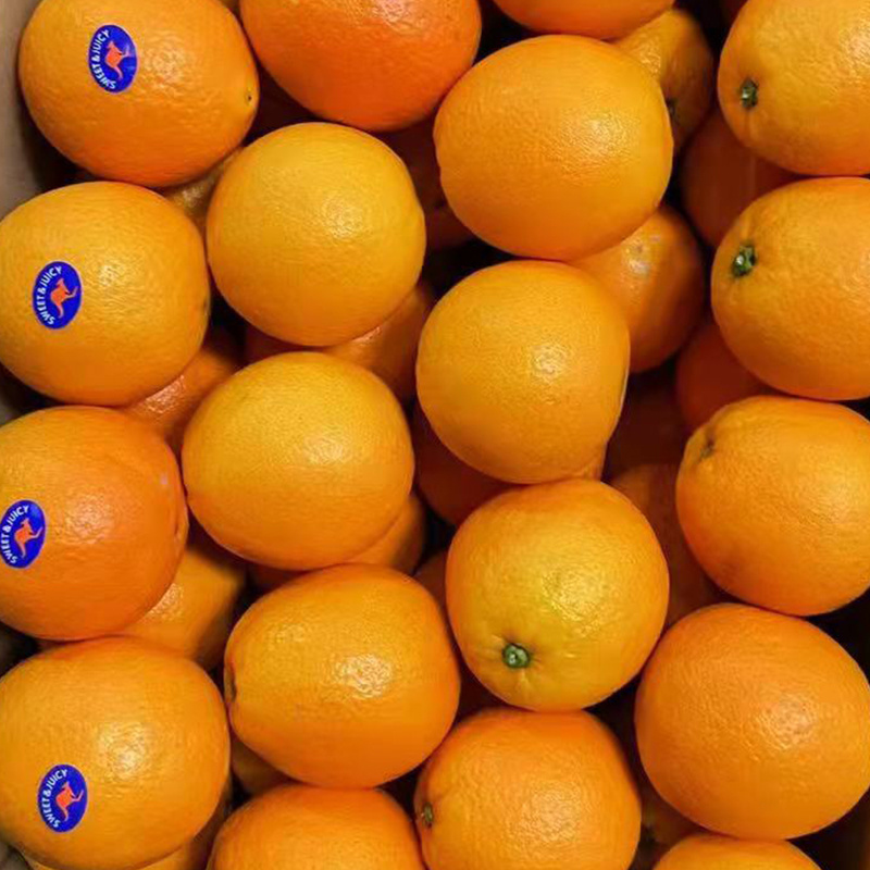 Fresh valencia orange fruit Wholesale fresh orange navel orange