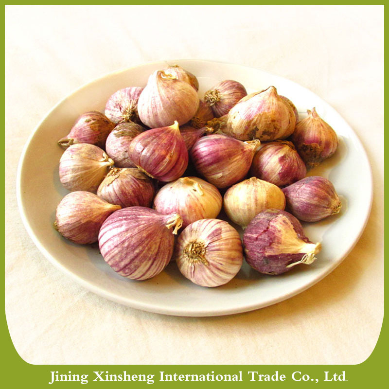 China fresh organic solo garlic hot sale