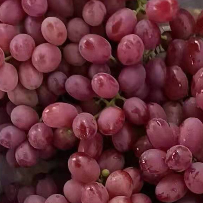 High Quality  Fresh Grapes Red Globe crimson grapes