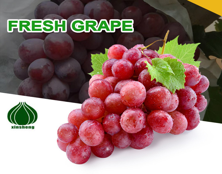 Chinese grape fresh grape new season grape price