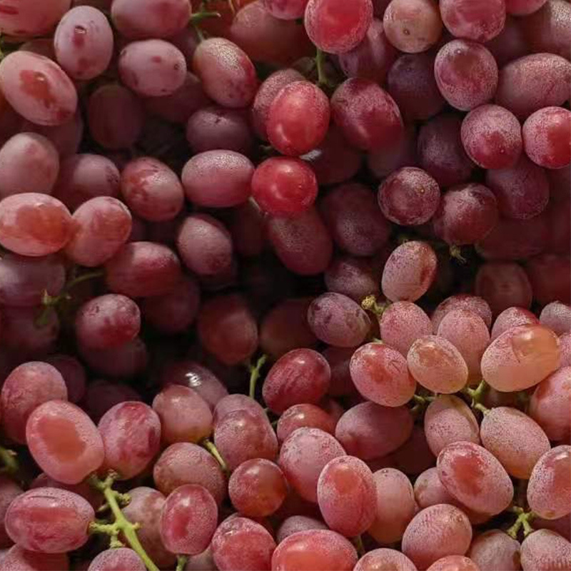 High Quality  Fresh Grapes Red Globe crimson grapes