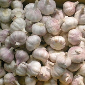 Wholesale Normal Fresh Chinese Garlic 5p 4p 3p Pure White Garlic