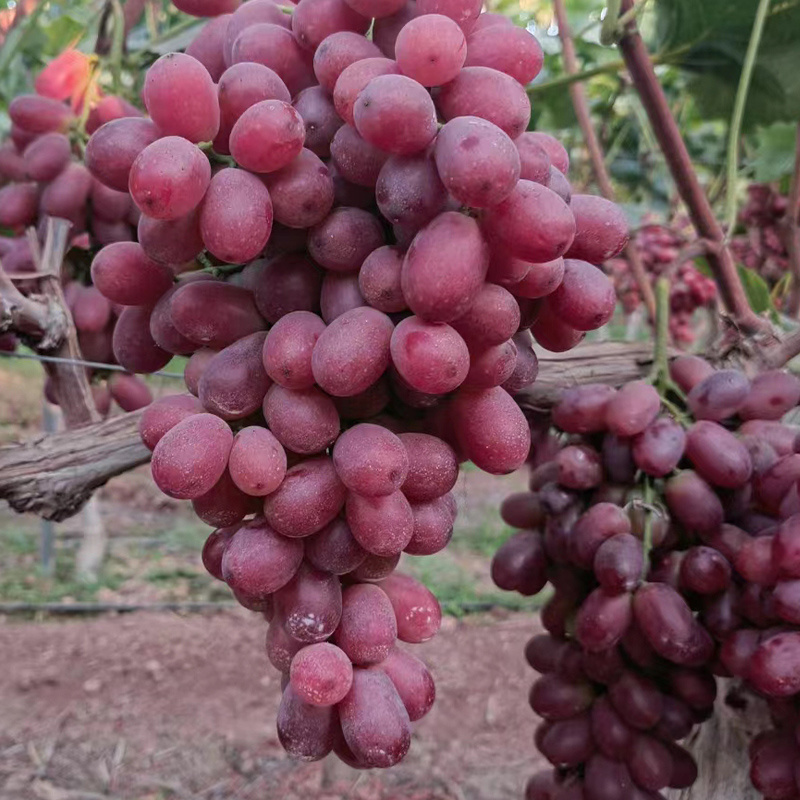 High Quality  Fresh Grapes Red Globe crimson grapes