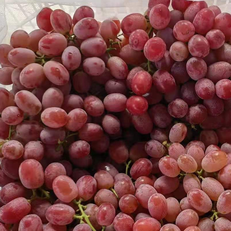 Chinese grape fresh grape new season grape price