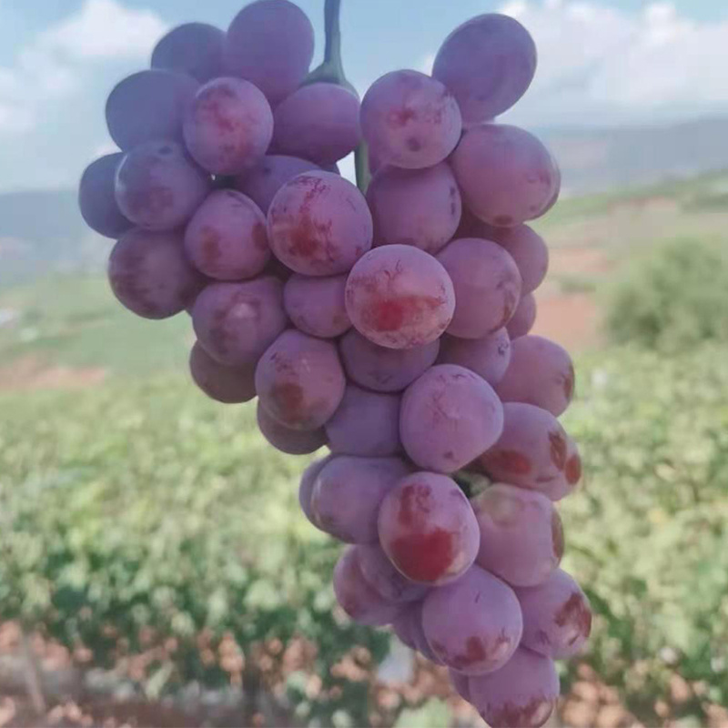 Chinese supplier grape fresh grape new season sweet fresh grape price