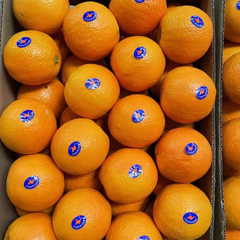 Fresh valencia orange fruit Wholesale fresh orange navel orange