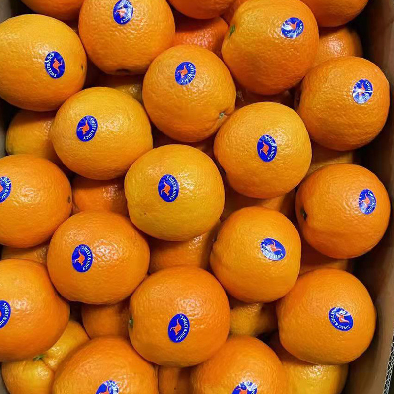 Fresh valencia orange fruit Wholesale fresh orange navel orange