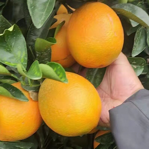 Fresh valencia orange fruit Wholesale fresh orange navel orange