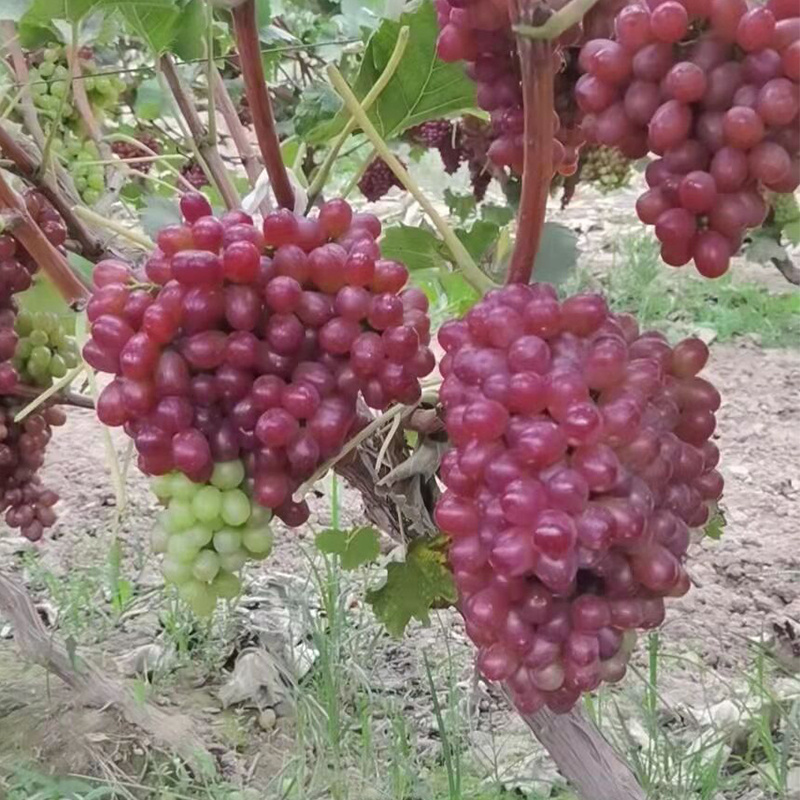 good farm fresh fruit grape on sale sweet red grape seeded crimson   grape