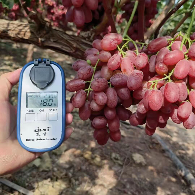 good farm fresh fruit grape on sale sweet red grape seeded crimson   grape