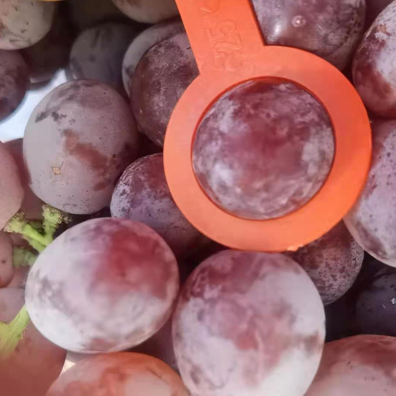 Chinese supplier grape fresh grape new season sweet fresh grape price