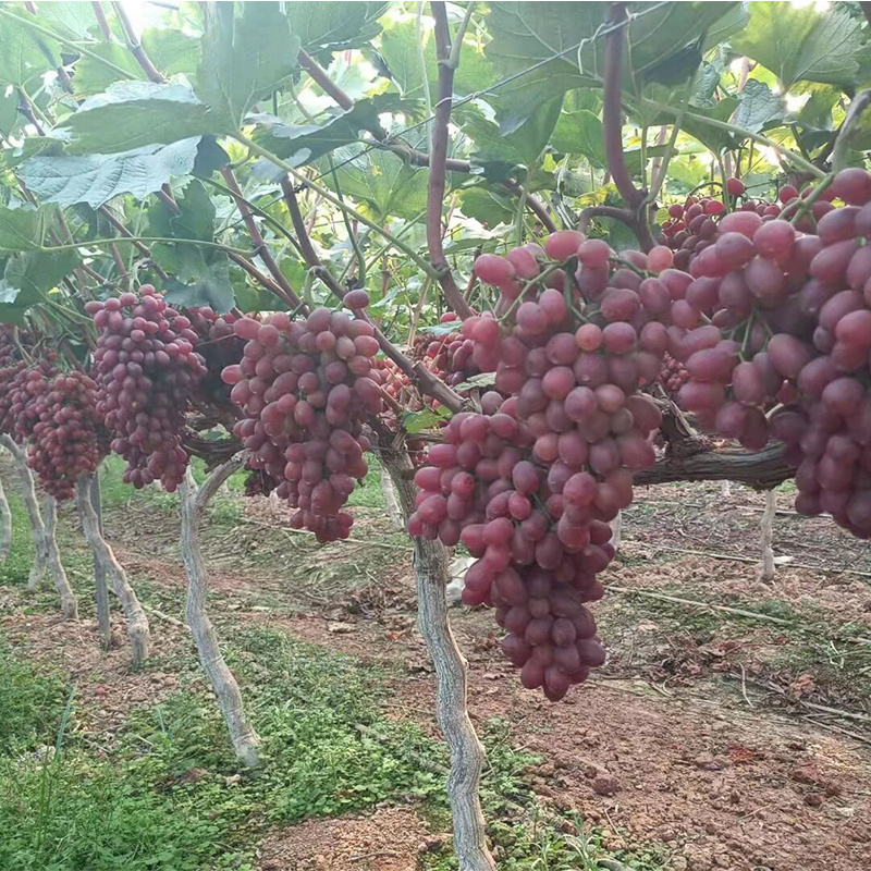 good farm fresh fruit grape on sale sweet red grape seeded crimson   grape