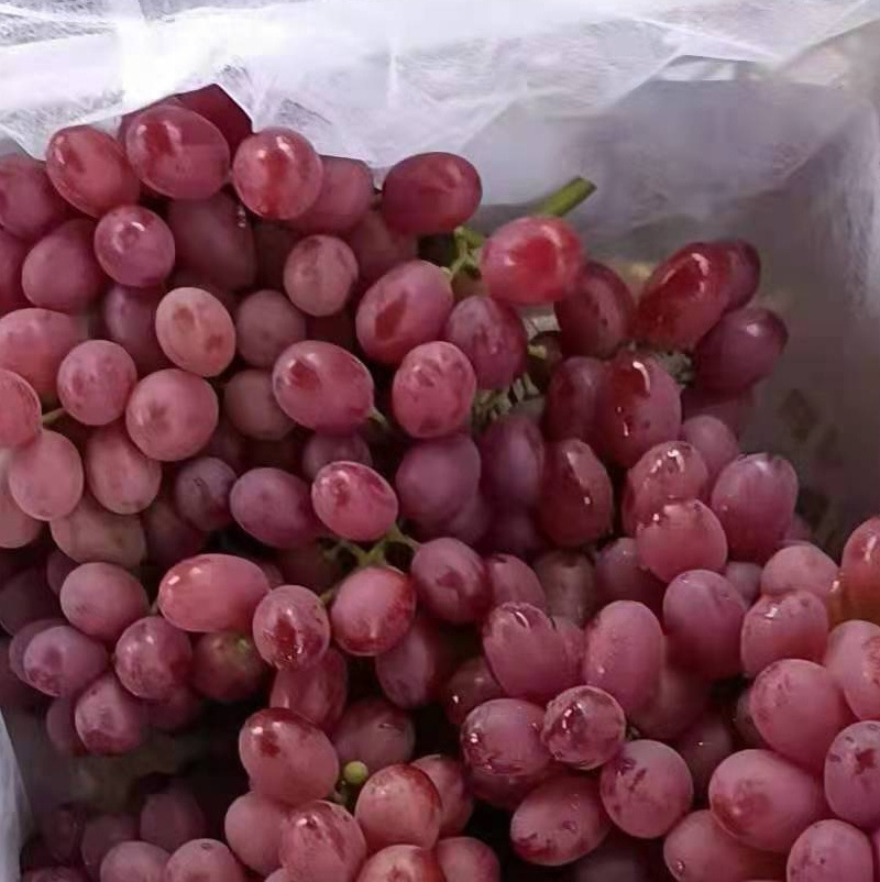 Chinese grape fresh grape new season grape price