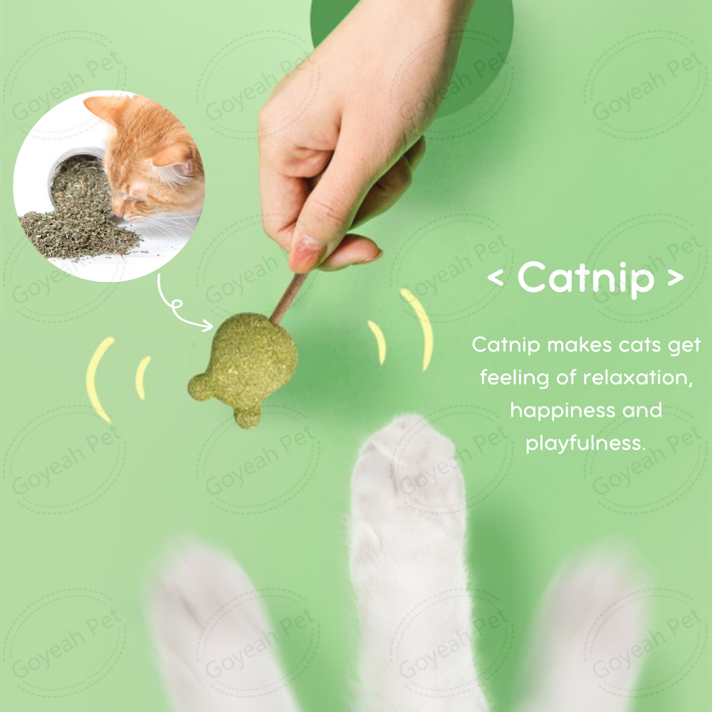 Green Polygonum Catnip Lollipops Cat Toy Silver Vine Cat Chew Stick with Mint Ball