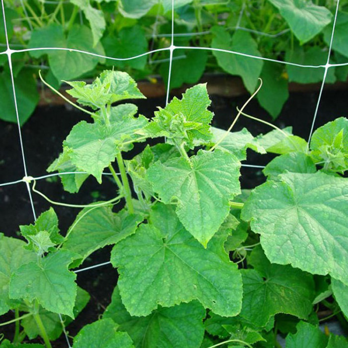 Trellis Net PP Climbing Plants Supporting Net, Cucumber Net