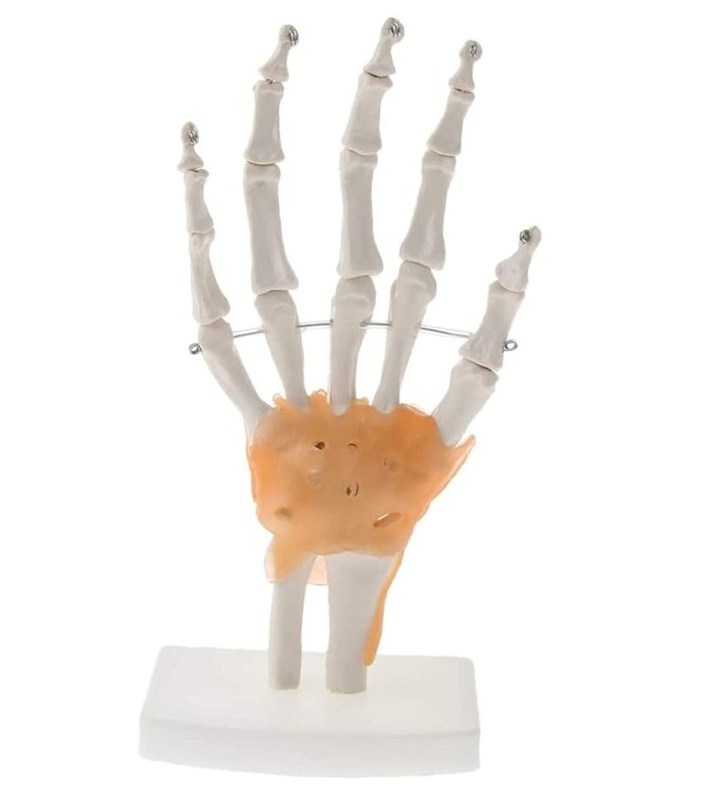 Model Educational Model Life Size Hand Joint With Ligaments Skeleton Model