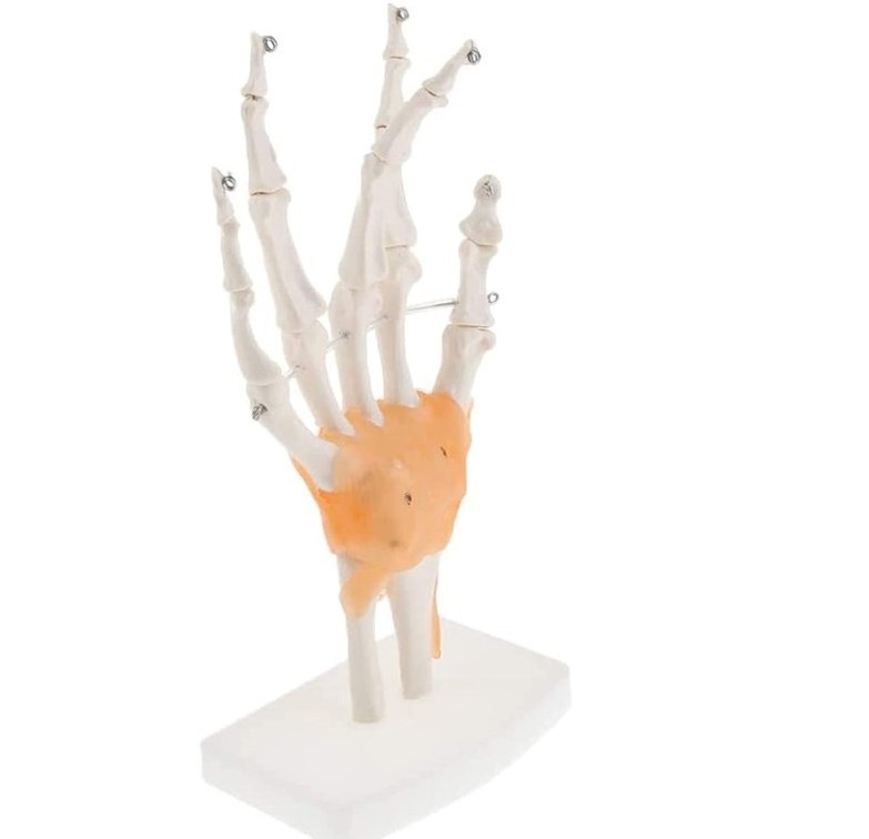 Model Educational Model Life Size Hand Joint With Ligaments Skeleton Model