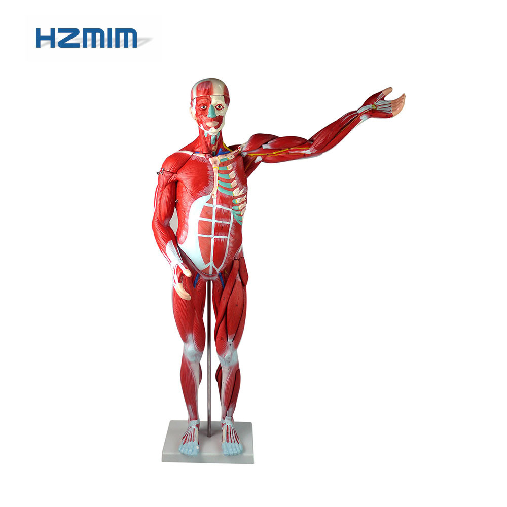 medical science subject body muscle, Whole body human muscles anatomy model