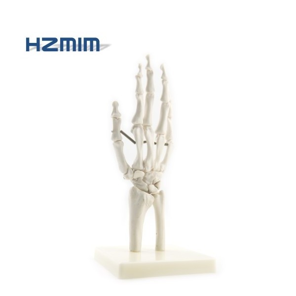 Life-size PVC Human hand model, Hand Joint, hand Skeleton Model for Teaching Medical Science