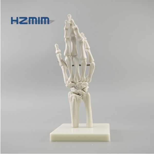 Life-size PVC Human hand model, Hand Joint, hand Skeleton Model for Teaching Medical Science