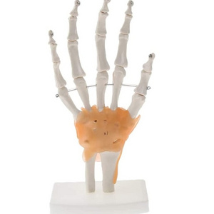 Model Educational Model Life Size Hand Joint With Ligaments Skeleton Model