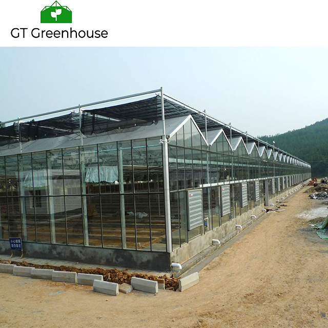 Glass Used Commercial Greenhouse for Sale