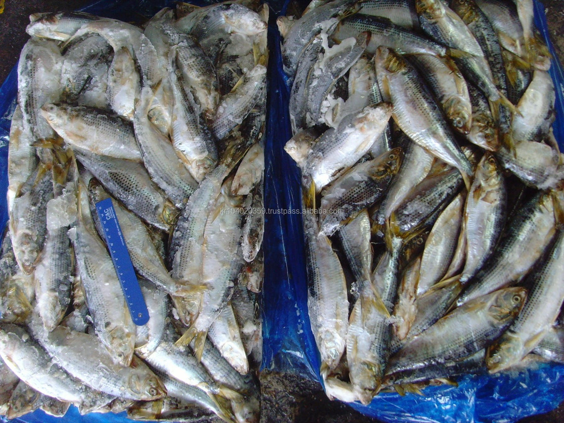 Bulk Price Custom Fresh Whole Round Korean Wholesale Frozen Seafood Fish Konosirus Punctatus Gizzards Shad Fish