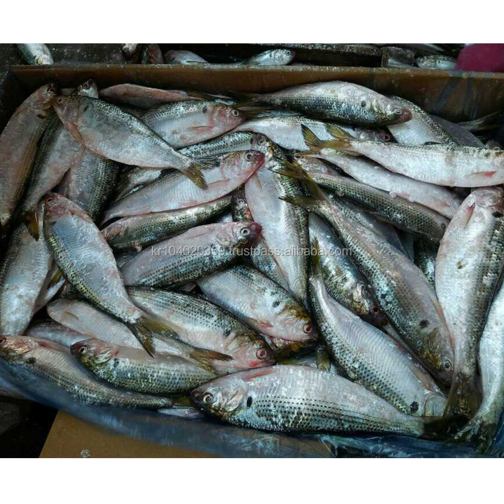 Hot sale new landing Whole Seafood konosirus punctatus frozen gizzards shad fish