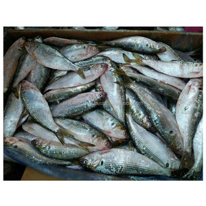 Best Selling Supplier Delicious Natural High Quality Hot Sale Frozen Seafood Fish Konosirus Punctatus Gizzards Shad Fish