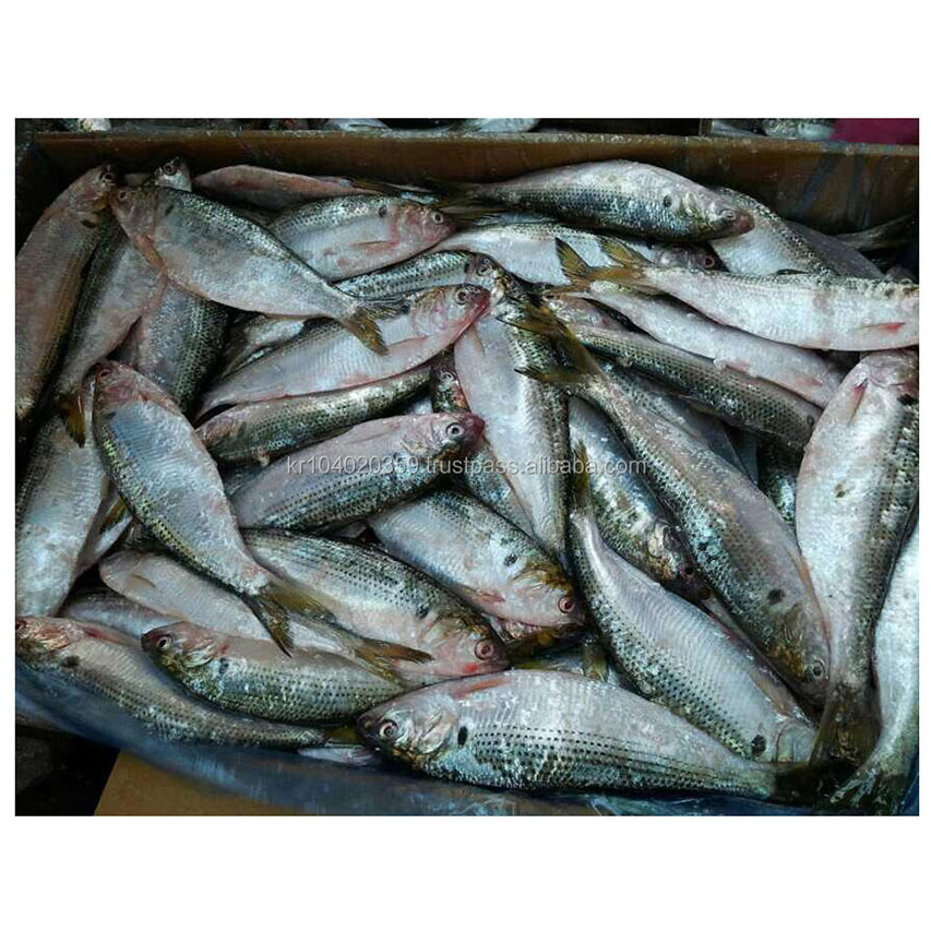 High Quality Hot Sale Bulk Price Custom Fresh Whole Round Frozen Seafood Fish Konosirus Punctatus Gizzards Shad Fish