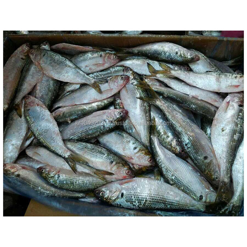 Korean Wholesale Best Selling Supplier Delicious Natural Frozen Seafood Fish Konosirus Punctatus Gizzards Shad Fish