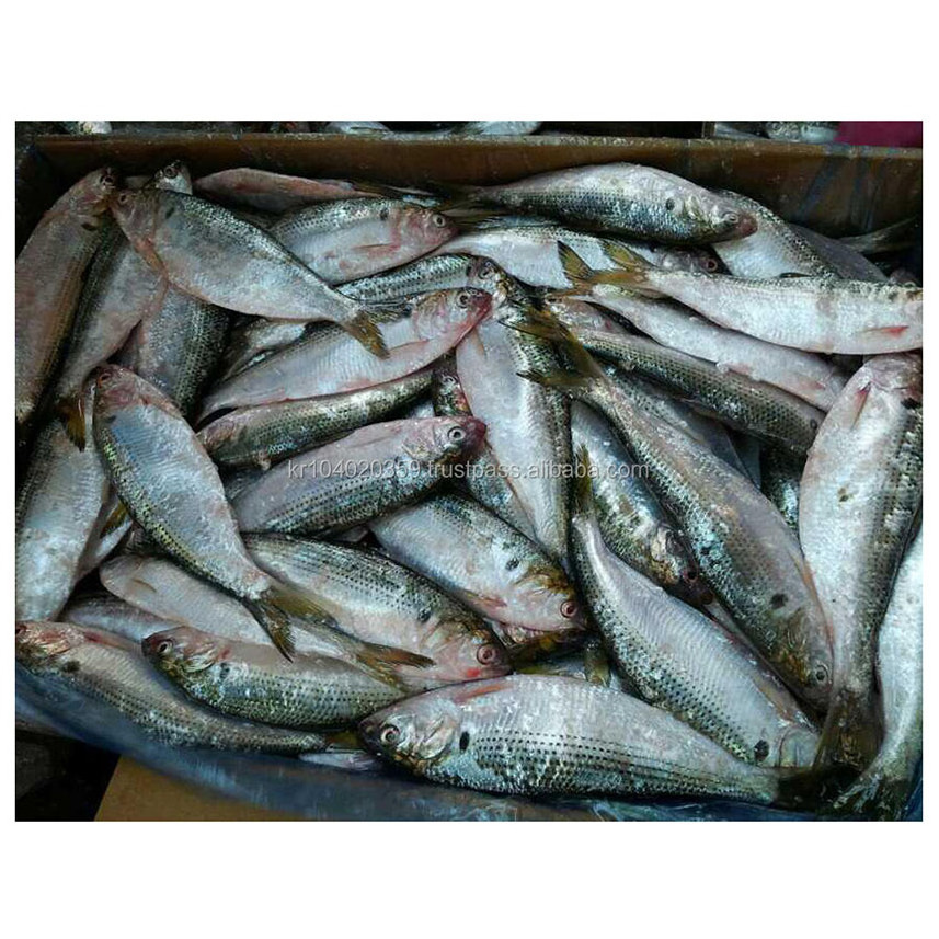 Bulk Price Custom Fresh Whole Round Korean Wholesale Frozen Seafood Fish Konosirus Punctatus Gizzards Shad Fish