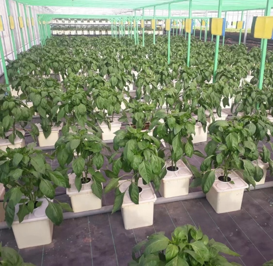 Dwc aeroponic hydroponic bucket system growing greenhouse hydroponics dutch bucket system