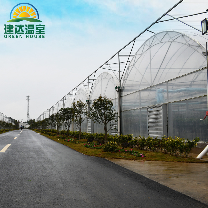 China multispan film greenhouse for hydroponic indoor farming NFT channel, planting trough, Dutch bucket for tomato cucumber