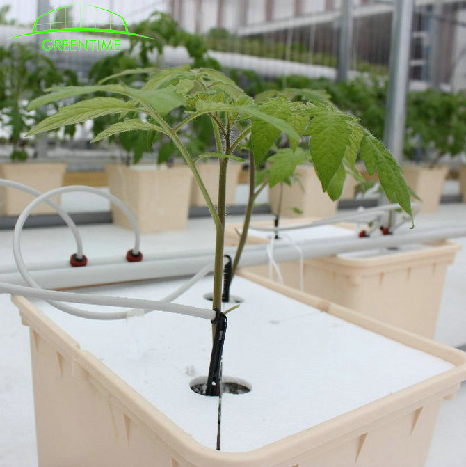 hydroponic tomato growing dutch bucket system