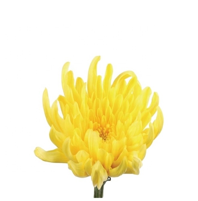 White Chrysanthemum Tea Extract Powder