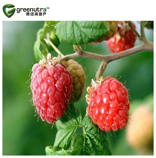 Hot sale Pure Raspberry Extract Powder 10:1