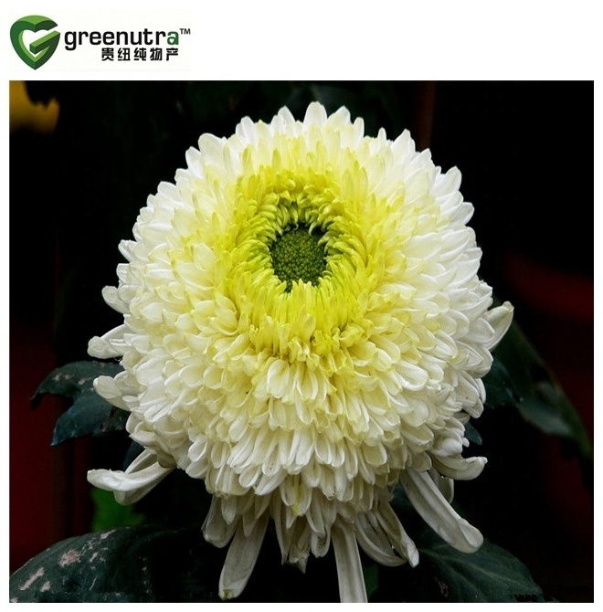 White Chrysanthemum Tea Extract Powder