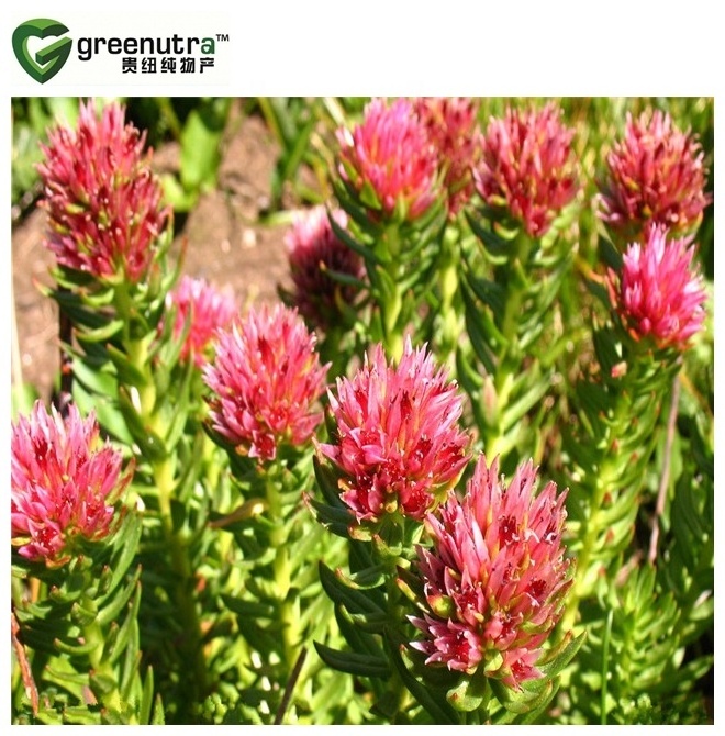 High quality pure rhodiola roses extract powder