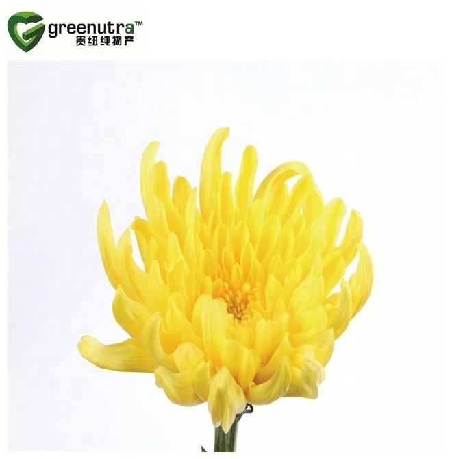 White Chrysanthemum Tea Extract Powder