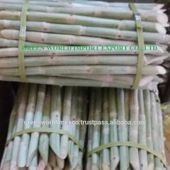 FROZEN SUGAR CANE FROM VIETNAM- DELICIOUS, HIGH QUALITY AND  NATURAL SWEET WITH NO ADDITIVE