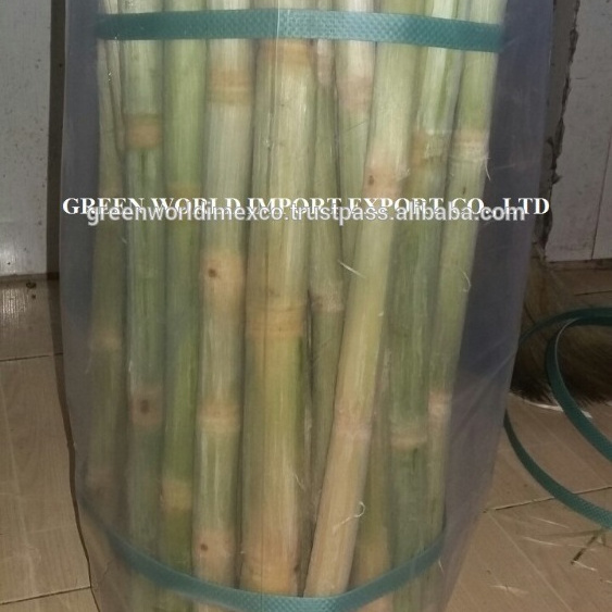 FROZEN SUGAR CANE FROM VIETNAM- DELICIOUS, HIGH QUALITY AND  NATURAL SWEET WITH NO ADDITIVE