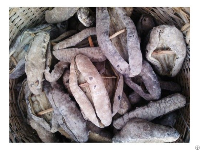 best price sea cucumber from vietnam