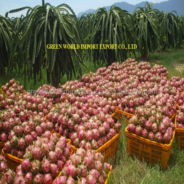 FROZEN DRAGON FRUIT FROM VIETNAM WITH BEST QUALITY - IQF DRAGON FRUIT CUBE - IQF PITAYA FOR FOOD & BEVERAGE